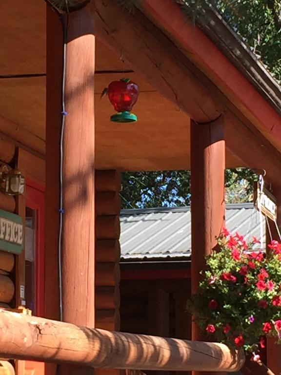 Teton Valley Cabins Дригс Екстериор снимка